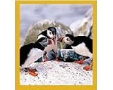Puffins' Chat