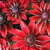 【耐寒性】 ルドベキア　チェリーブランディ　2株セット　　【花壇】