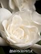 Gardenia Veitchii Premium One Gallon by Monrovia Growers