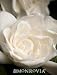 Gardenia Veitchii Premium One Gallon by Monrovia Growers