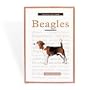 A New Owner's Guide To Beagles