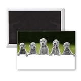 The 15 Great Dane puppies born in Urmston,.. - 3x2 inch Fridge Magnet - large magnetic button - Magnet