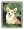 Welsh Corgi