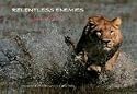 Relentless Enemies: Lions and Buffalo