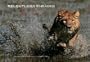 Relentless Enemies: Lions and Buffalo