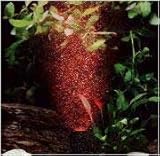 Hydor ARIO 2 COLOR RED LED Aquarium Aerator Red Bubbles UL
