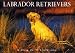 Labrador Retrievers