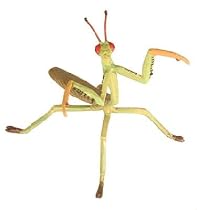 Hidden Kingdom - Praying Mantis