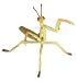 Hidden Kingdom - Praying Mantis