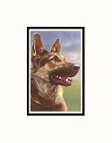 German Shepherd Head Pre-Matted Print, 11 x 14