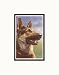 German Shepherd Head Pre-Matted Print, 11 x 14