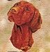 Vizsla Woven Lap Square (Throw Blanket)