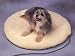 Allied Precision Medium Heated Pet Bed