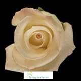 Two Dozen Long Stem White Fresh Roses.
