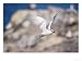 Red Billed Tropicbird in Flight, Hood Island, Galapagos Photographic Poster Print by ...