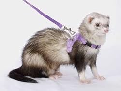 Marshall Walking Jackets Ferret, Blue