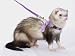 Marshall Walking Jackets Ferret, Blue