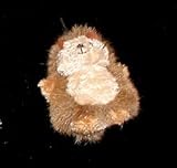 CATNIP SILKY HEDGEHOG SMALL