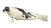 Safari Ltd Wild Safari Sea Life – Harp Seal – Realistic Hand Painted Toy Figurine Model – Quality Construction from Safe and BPA Free Materials – For Ages 3 and Up