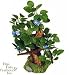 Blue Ribbon Bonsai Walwood with Blue Flowers-Medium