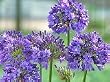 Agapanthus "Queen Ann" One Gallon Plant