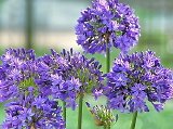 Agapanthus Queen Ann One Gallon Plant