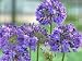 Agapanthus "Queen Ann" One Gallon Plant by Monrovia Growers