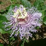 Purple Passion Flower (Passiflora incarnata) - Jumbo Wildflower Seed Packet