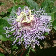 Purple Passion Flower (Passiflora incarnata) - Jumbo Wildflower Seed Packet