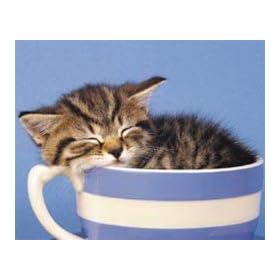 Cup Cat Cute Sleeping Baby Kitten Animal Poster 16 x 20 inches