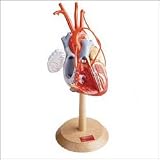 Heart w/wo Coronary Bypasses PRO 2X Life Size  DG139