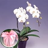 �y��ꉀ�|�z�Ӓ��� �� 2�{�����i���b�s���O�t���j