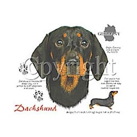 Dachshunds T-Shirts