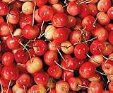 clear cherry flavor extract
