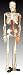 Skelett, 87cm, mit Nerven + Arterien, inkl. ... B00103D31Y