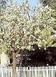 Pyrus Kawakami "Evergreen Pear" Five Gallon