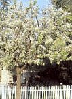 Pyrus Kawakami "Evergreen Pear" Five Gallon