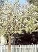 Pyrus Kawakami "Evergreen Pear" Five Gallon