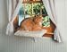 Pet Supplies : Kitty Shelf