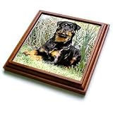 Dogs Rottweiler - Rottweiler - Trivets