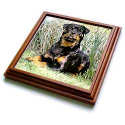 Rottweiler Trivet