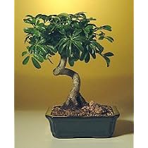 Hawaiian Umbrella Bonsai Tree with Coiled Trunk