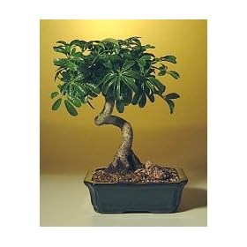 Bonsai Boy's Hawaiian Umbrella Bonsai Tree - Coiled Trunk-Medium(Arboricola Schefflera)