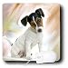 Dogs Jack Russell Terrier - Jack Russell Terrier - Mouse Pads