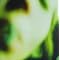 Best of Smashing Pumpkins, Zwan, RHCP, QOTSA, Nirvana, BHG & Pixies