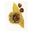 Spiky Seedcase of Castabea Fagaceae (Sweet Chestnut), with Chestnuts, on Orange Leaf Photographic Poster Print by John Beedle, 24x32