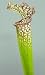 Carnivorous plant bog garden - Sarracenia