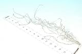 Multi Strand Silver Bead Spray 62cm (128S229) 6/Set