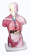 HUMAN TORSO MODEL