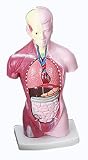 HUMAN TORSO MODEL